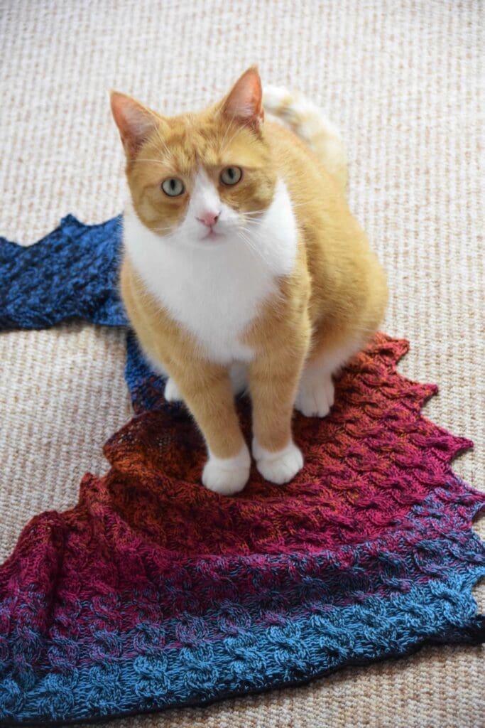 Drachenzöpfchen mit Kater Henry